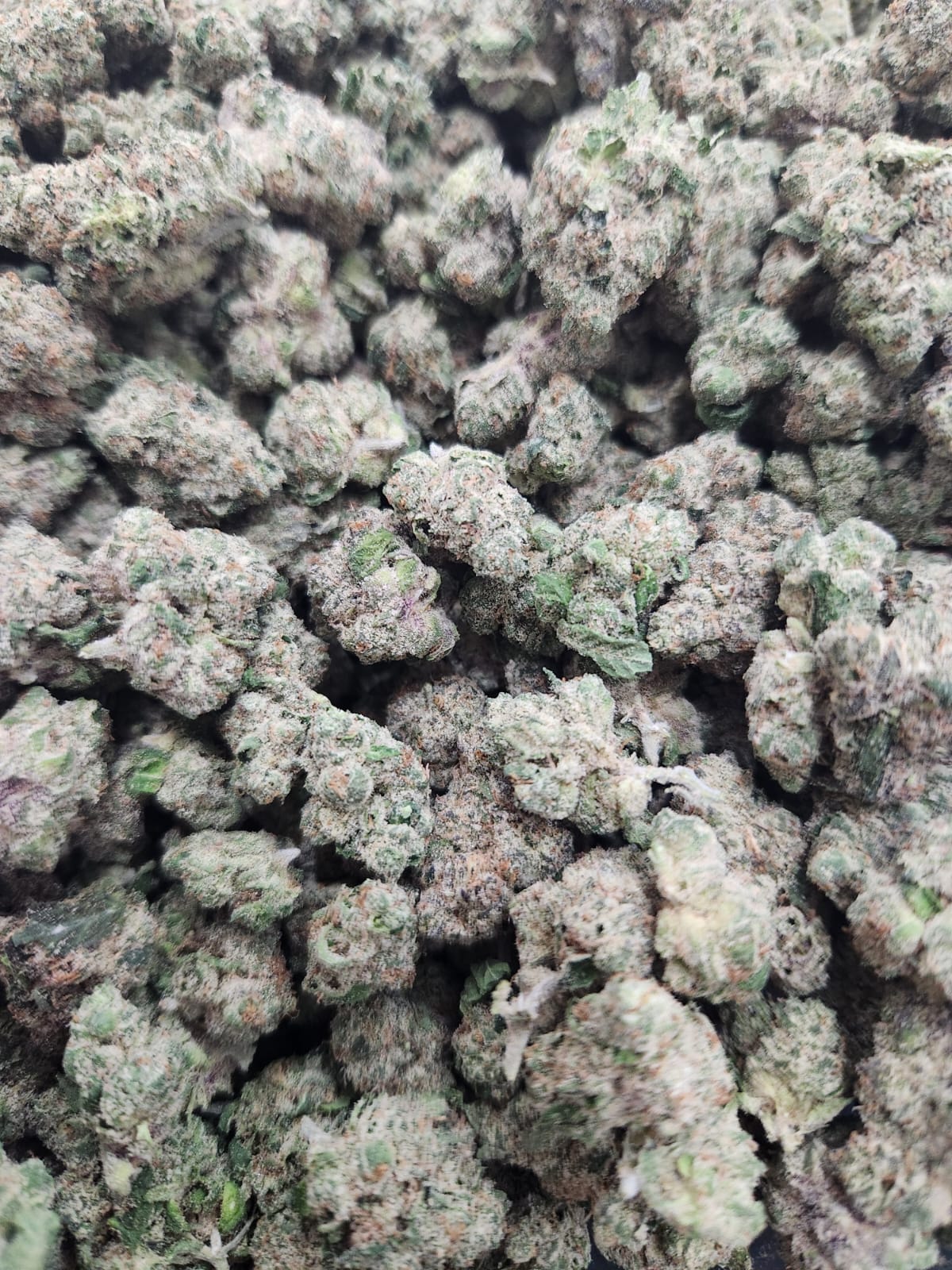 pink gelato