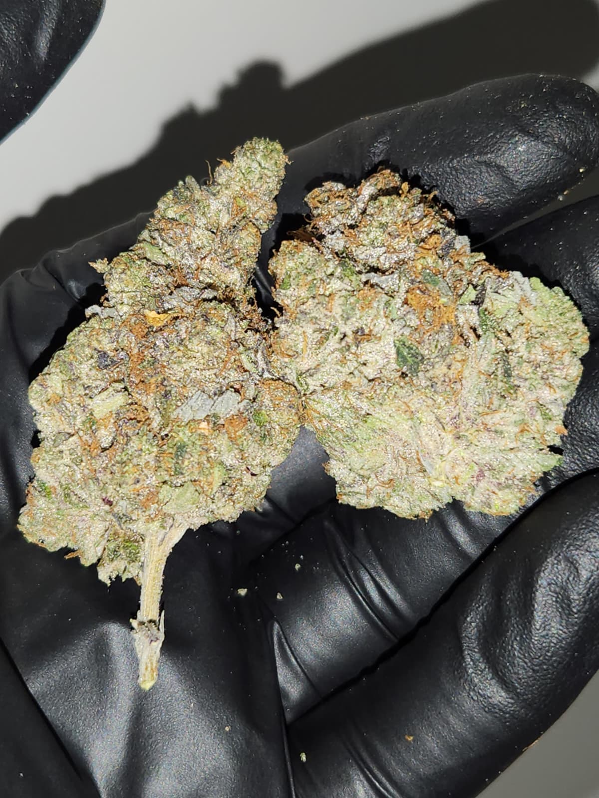 Greasy Pink (AAAAA+)