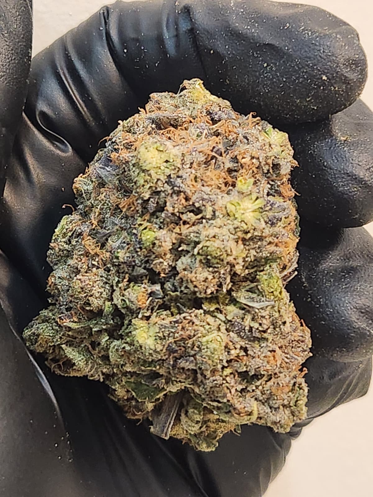 PURPLE STAR